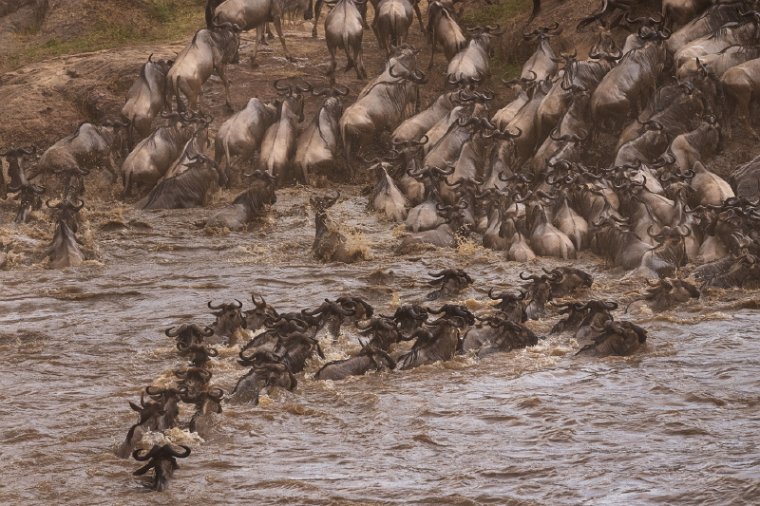 037 Masai Mara.jpg